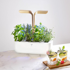 Véritable CONNECT - weiß/champagner + 4 Kräuternachfüllungen