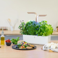 Véritable CONNECT - weiß/champagner + 4 Kräuternachfüllungen