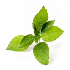 Véritable Lingot Zitronen-Basilikum - Bio