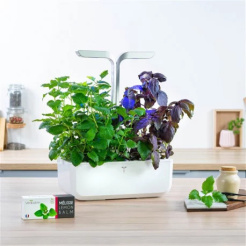 Véritable Lingot Zitronenmelisse - BIO