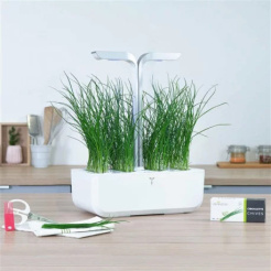 Véritable Lingot Schnittlauch - Bio