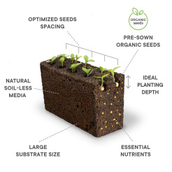 Véritable Lingot Süßes Basilikum - Bio