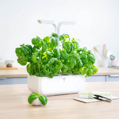 Véritable Lingot Süßes Basilikum - Bio