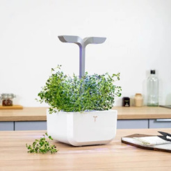 Essbarer Lingot-Thymian - BIO