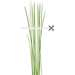 Véritable Lingot Chinesischer Schnittlauch - BIO