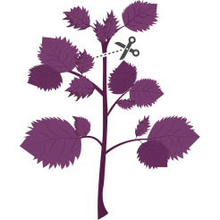 Véritable Lingot Lila Shiso - BIO