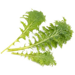 Véritable Lingot Wasabi-Senf - BIO