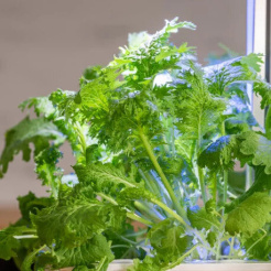 Véritable Lingot Wasabi-Senf - BIO