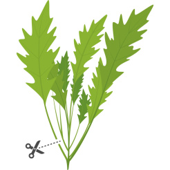 Véritable Lingot Wasabi-Senf - BIO