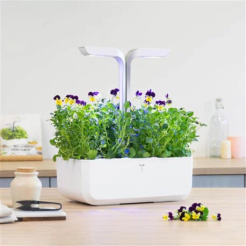 Véritable Lingot Stiefmütterchen - BIO