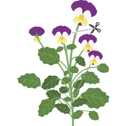 Véritable Lingot Stiefmütterchen - BIO