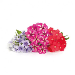 Unbeschreiblicher Lingot Flox