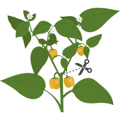 Véritable Lingot Gelbe Mini-Paprika - BIO