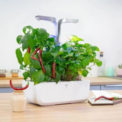 Véritable Lingot Cayenne Chili scharf