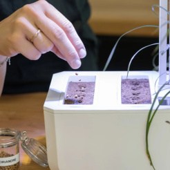 Véritable Lingot - ohne Kerne