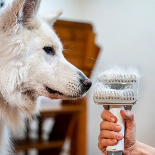 Professionelle Haarpflege für Ihre Haustiere