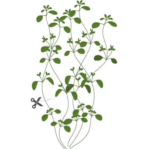 Tipps für einen erfolgreichen Anbau