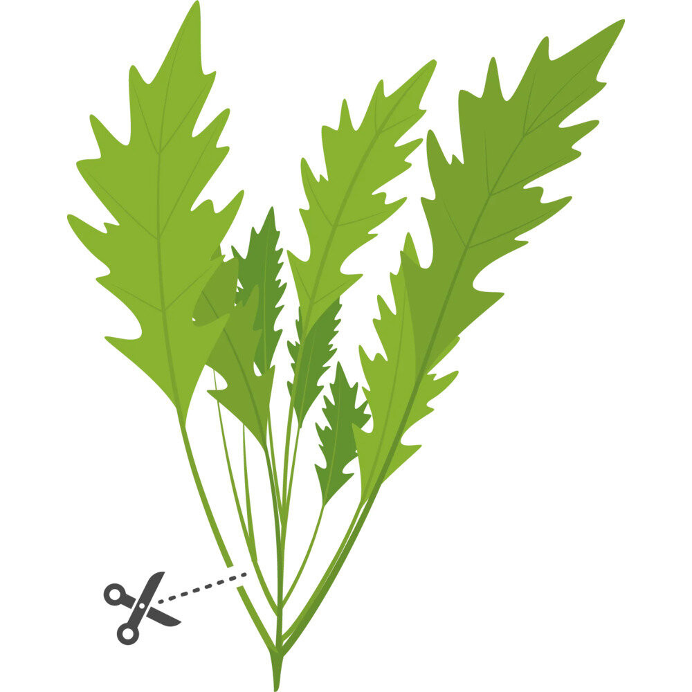 Tipps für einen erfolgreichen Anbau