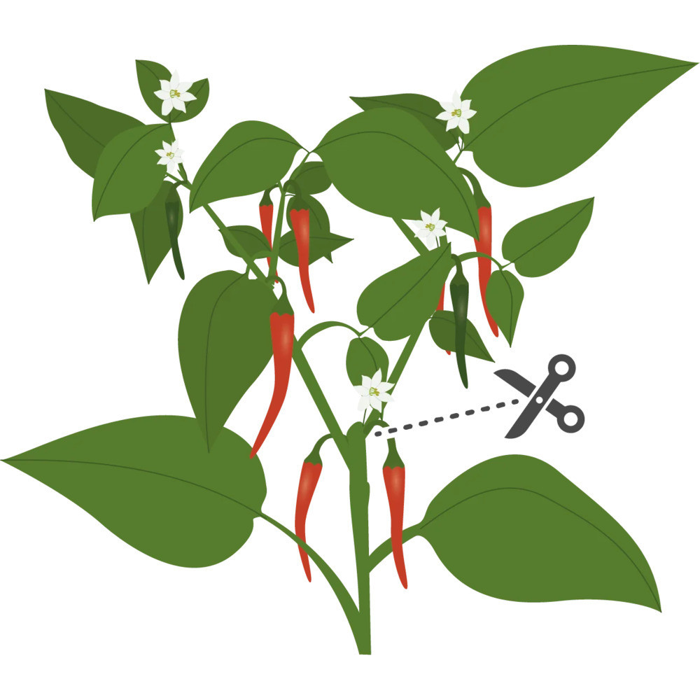 Tipps für einen erfolgreichen Anbau